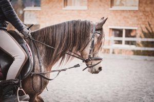 Manege in Roermond met modern uitgeruste stallen en arena's voor paardensporttrainingen