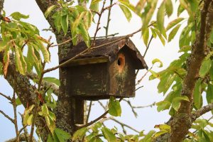 Diverse tuinplanten met verschillende kleuren en vormen die een gezond ecosysteem ondersteunen