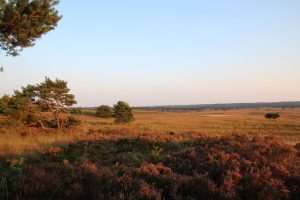 Home Boslandschap op de Veluwe met bomen en natuurgebied voor een perfecte vakantie